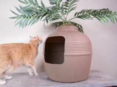 Orange cat in front of fake planter litter box