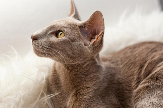 Oriental Shorthair