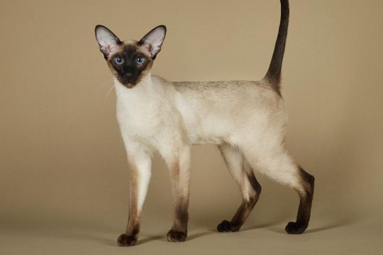 Siamese