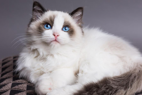 Ragdoll