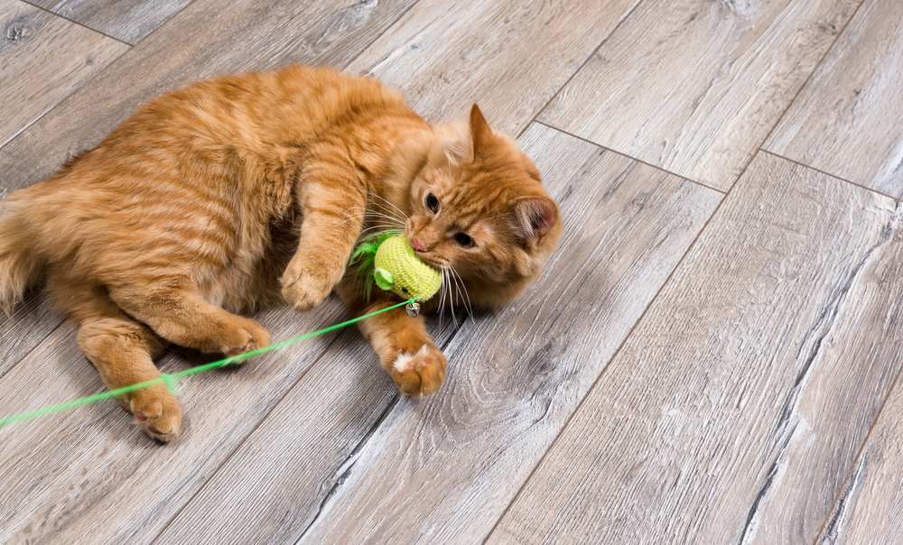 red cat playing with toy