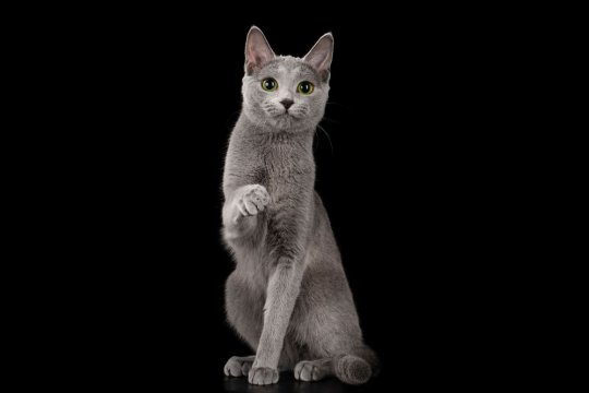 Russian Blue