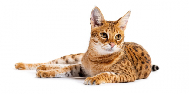 80 Unique Names for Savannah Cats