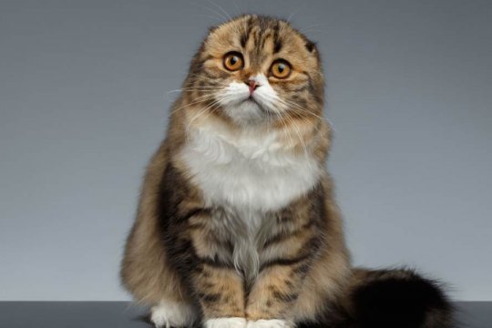 Scottish Fold