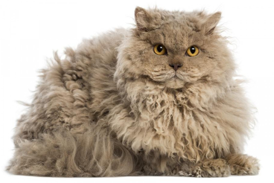 Selkirk Rex