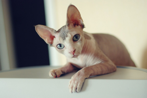 150 Best Names for Sphynx Cats