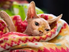 hairless cat sleeping on blanket