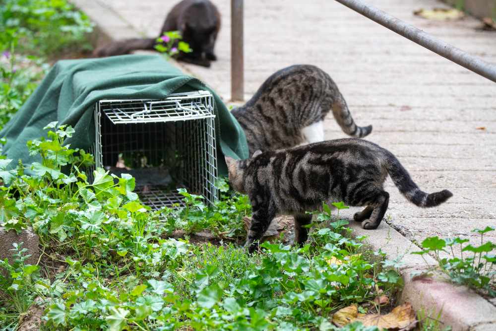 stray cats going to a food trap