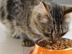 Tabby cat eating kibble from a bowl