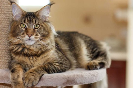 Maine Coon