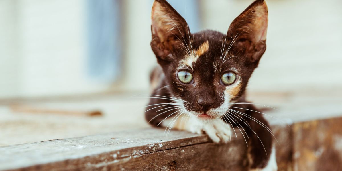 Tortoise Shell stray kitten