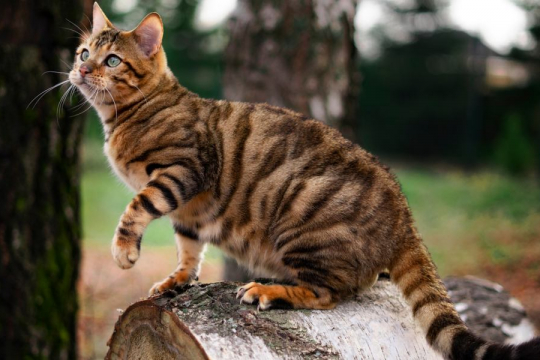 Toyger