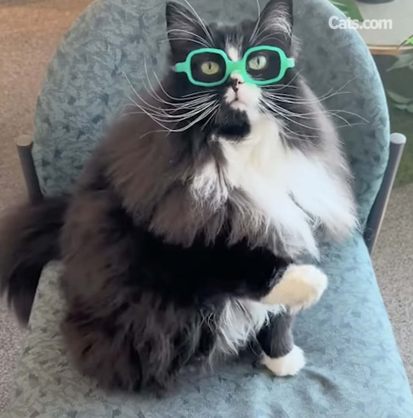 Truffles wears bright green glasses