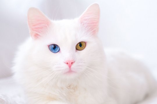 Turkish Angora