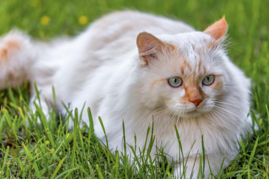 Turkish Van