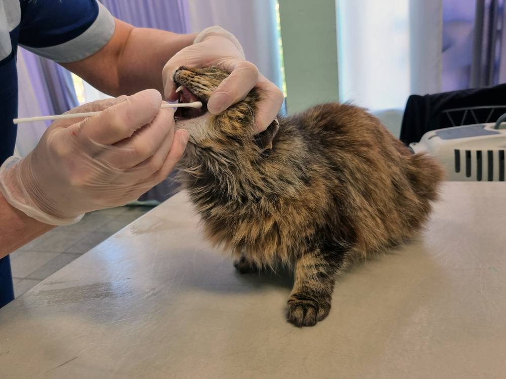 veterinarian in a veterinary clinic, taking PCR tests for infection