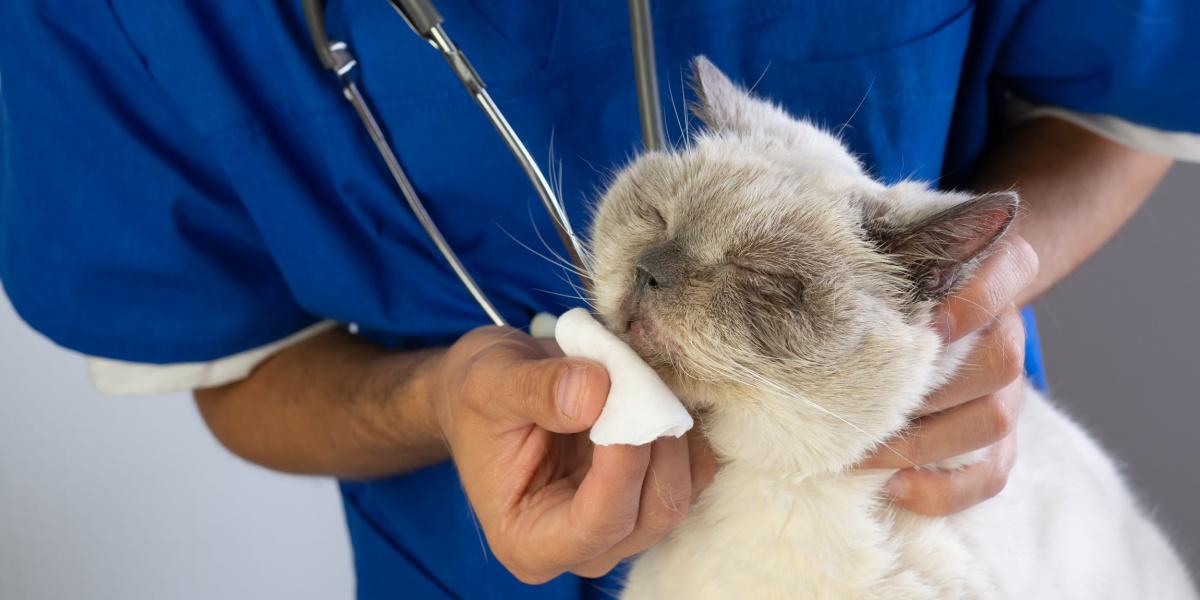 Veterinarian wiping cat’s nose with cotton pad