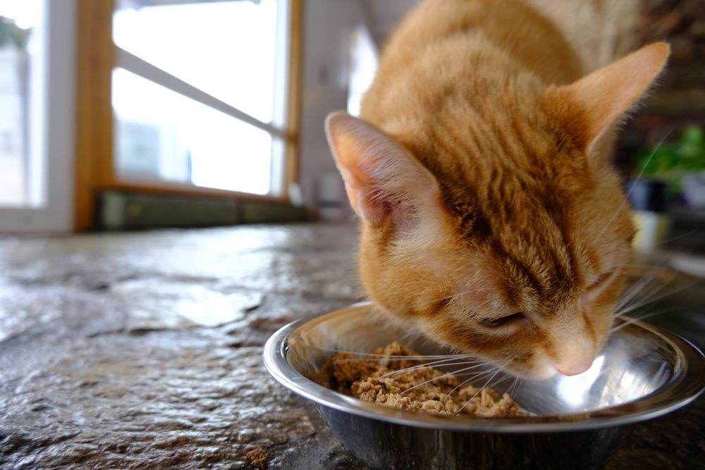 Wessie eating Milk