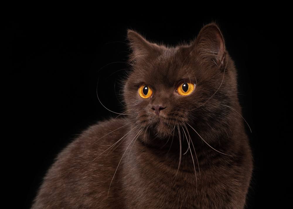 A young chocolate British cat photographed against a black background, showcasing its rich coat and curious expression.