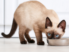 cat feeding guide